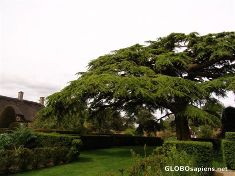 Postcard Hidcote Manor National Trust Gardens 4