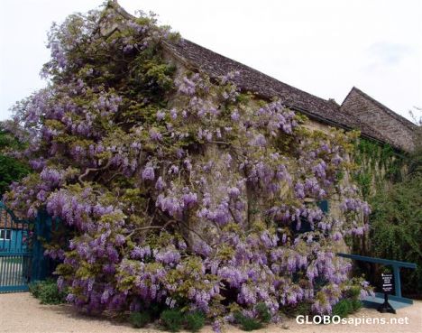 Postcard Hidcote Manor National Trust Gardens 26