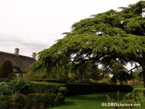 Postcard Hidcote Manor National Trust Gardens 27