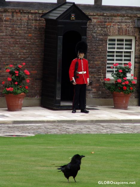 Postcard Tower of London - Guardsman & Raven