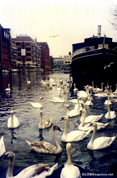Postcard Swan Club