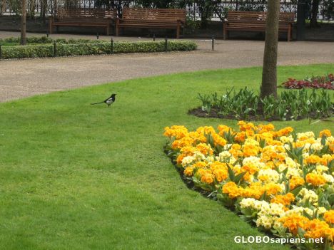 Postcard Springtime arrives in London