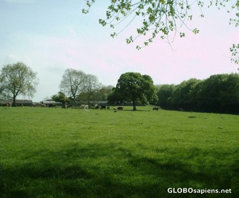 Postcard The field