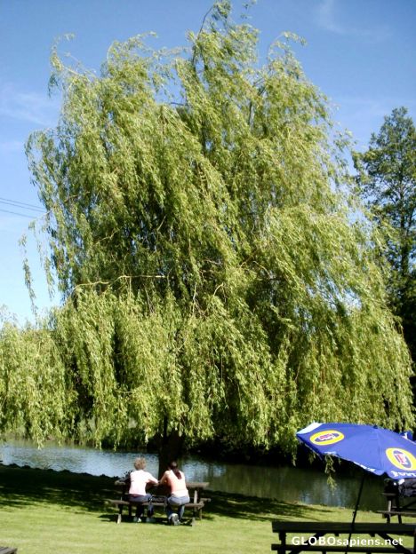 Postcard Weeping willow