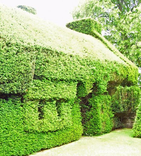 Postcard Topiary