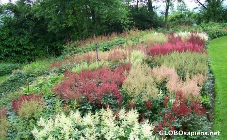 Postcard Holehird Gardens - astilbe national collection