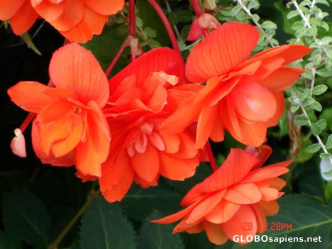 Beautiful flowers