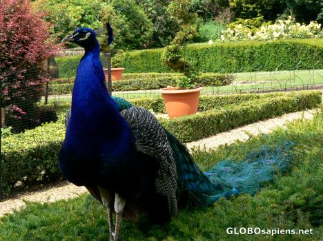 Postcard Peacock Garden