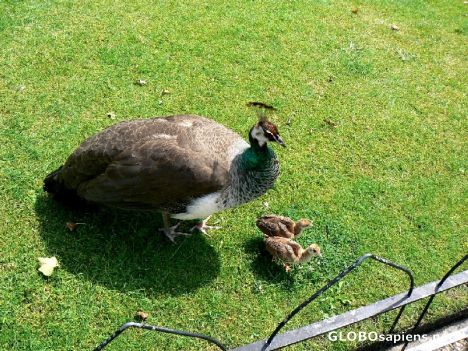 Postcard The peahen