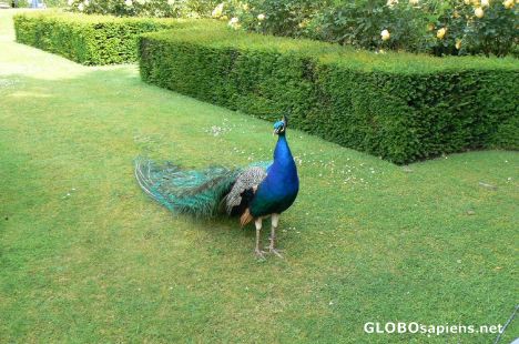 Postcard Peacocks