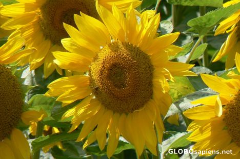 Postcard One last time - the sunflower