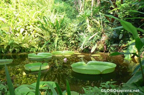 Postcard Water lillies