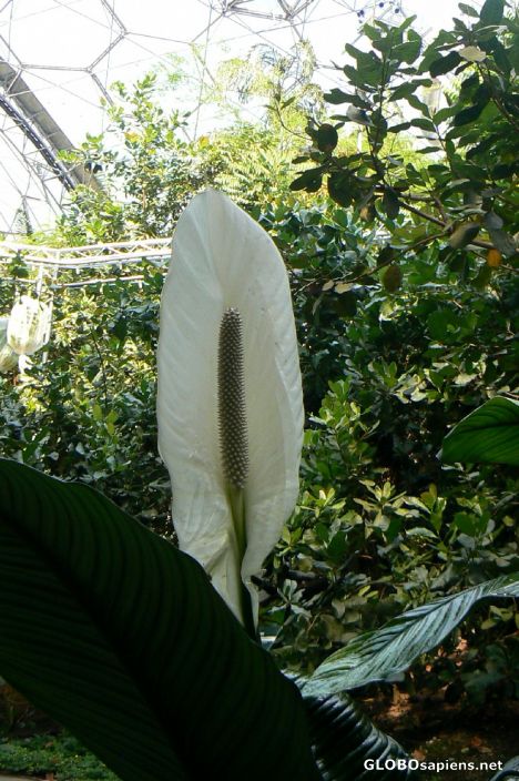 Postcard Large peace lilly