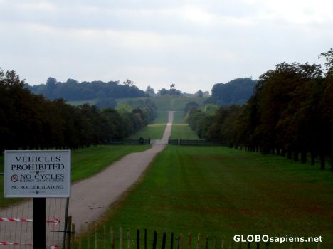 Postcard The Great Windsor Park