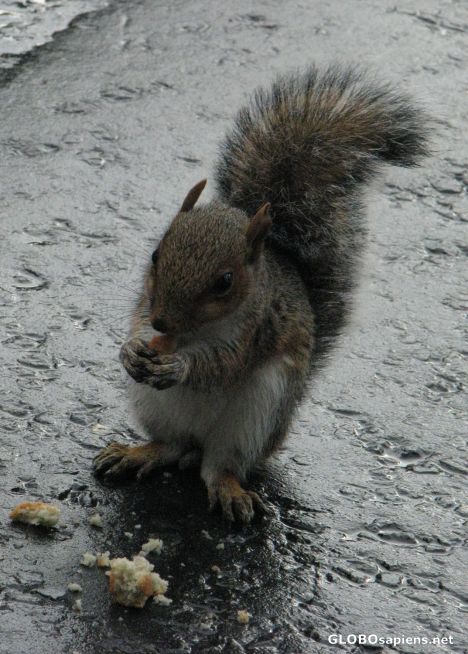 Postcard Squirrel