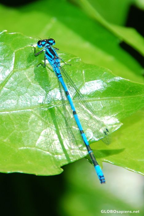 Postcard Dragonfly