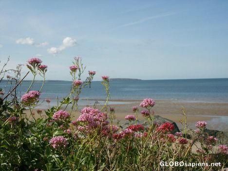 Postcard Puffin island Colwyn Bay North wales