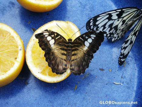 Postcard Butterfly farm