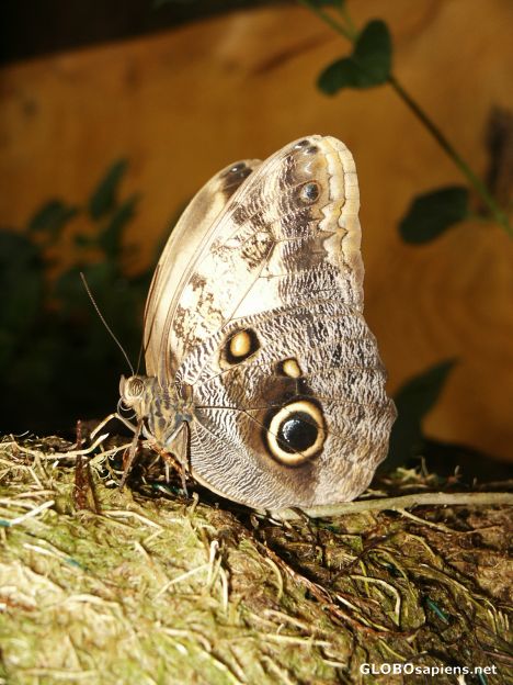 Postcard Butterfly farm
