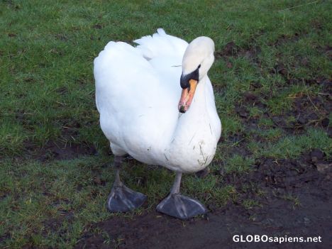 Postcard Swan, at the canal