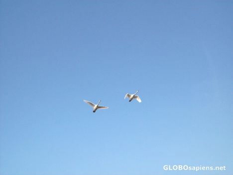 Postcard Swans 2
