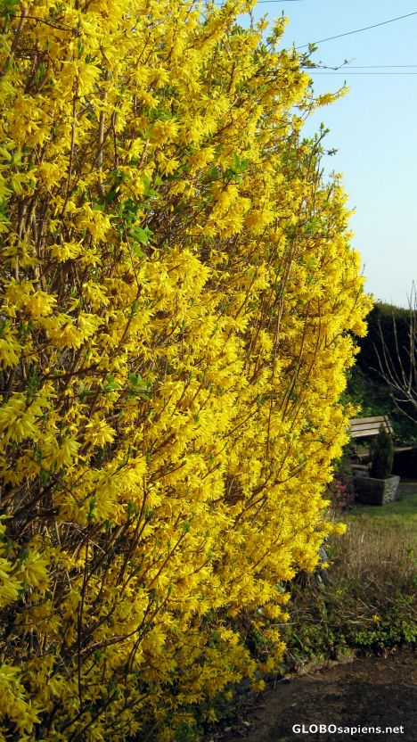 Postcard Forsythia,