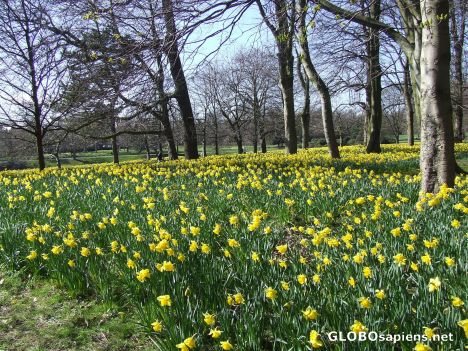 Postcard Sefton Park liverpool