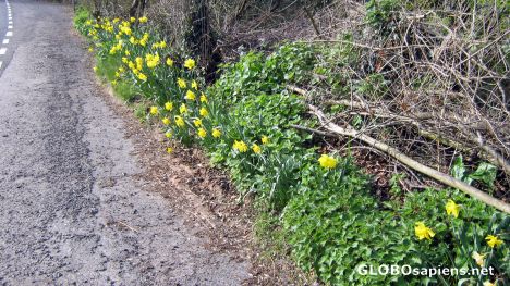 Postcard Daffodils on a country road.