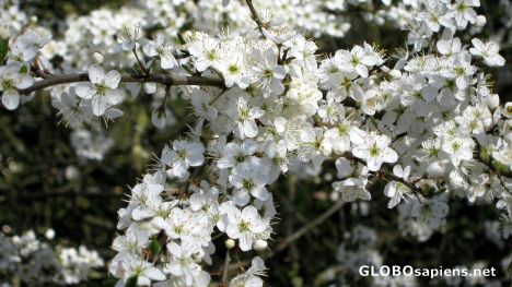 Postcard Blackthorn 2