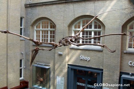 Postcard Skeleton of concord