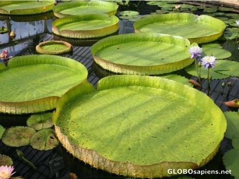 Postcard Water lillies