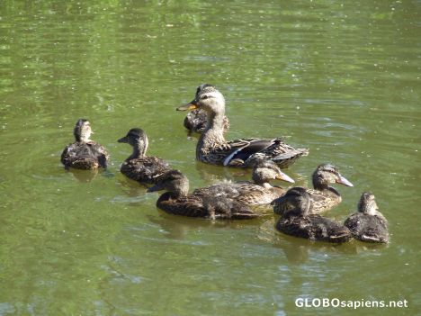Postcard They must be quackers to swim in this dirty water