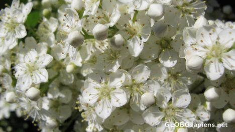 Postcard Firethorn lat. pyracantha.