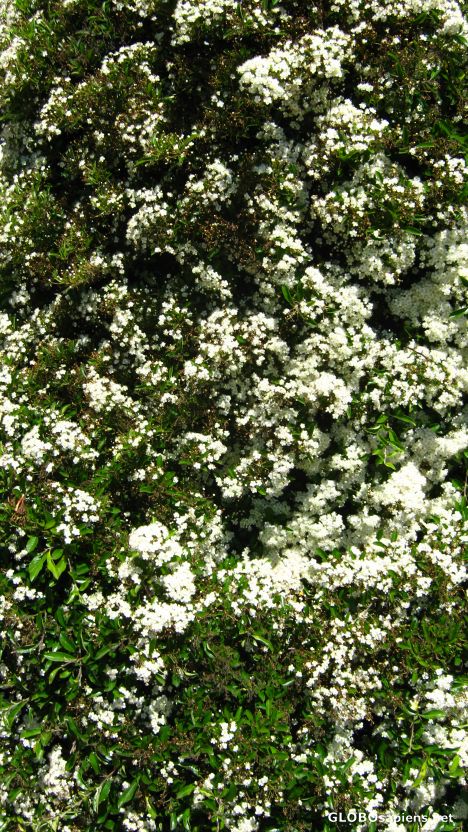 Postcard Firethorn blossom 2.