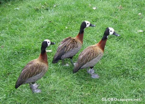 Postcard Three wise ducks