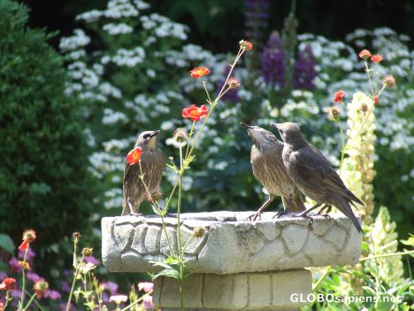 Postcard Too many starlings