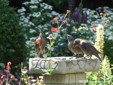 Postcard Still starlings