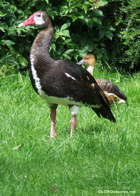 Postcard That is what you call a beak