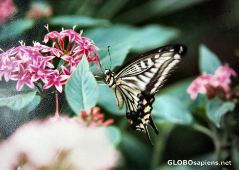 Postcard Butterfly farm near Bangor North Wales