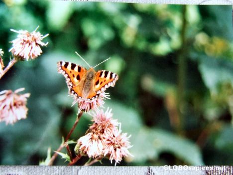 Postcard Butterfly farm