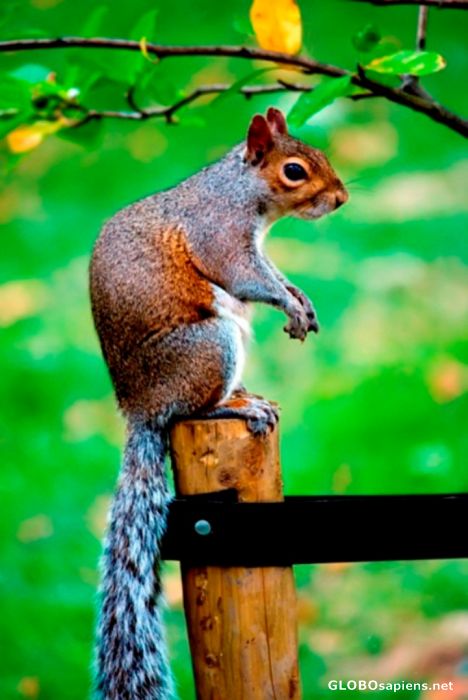Postcard Squirrel