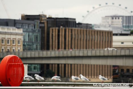 Postcard City gulls