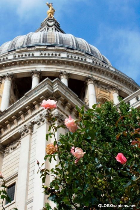 Postcard English roses