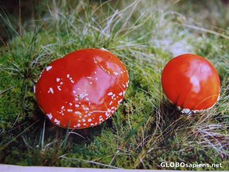 Postcard Red caps