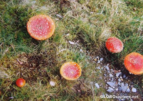 Postcard Toadstool with measles
