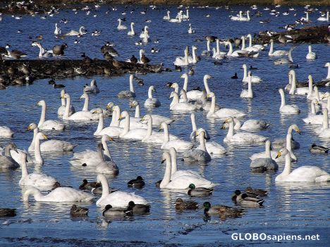 Postcard Swan lake