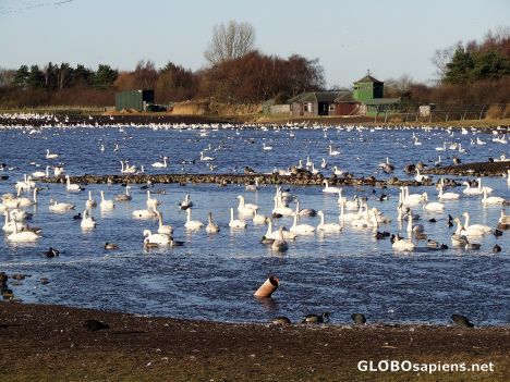 Postcard Swan lake