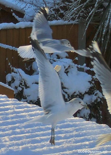 Postcard Ballerina Gull