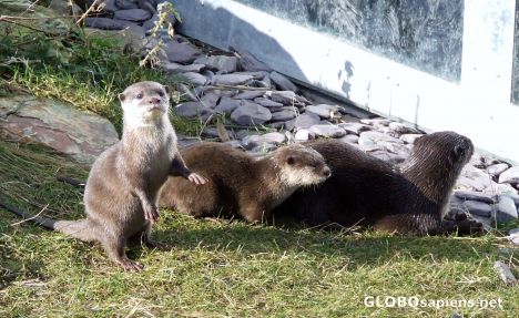 Postcard hungry otters