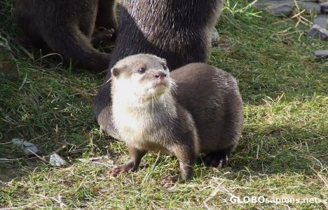 Postcard More otters